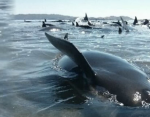Encallan 24 ballenas piloto en Baja California