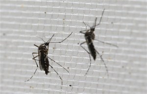 España reporta 1er caso de microcefalia relacionada con zika 