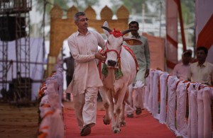 India organiza certamen de belleza para ganado autóctono