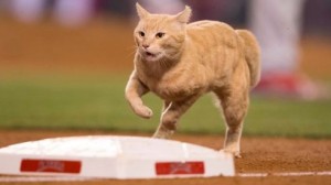 Gato sale de la nada durante un partido de béisbol en EEUU