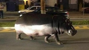 Caos por un hipopótamo que escapó de un circo en España