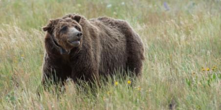 Matan a tiros al oso Scarface el más famoso de Yellowstone