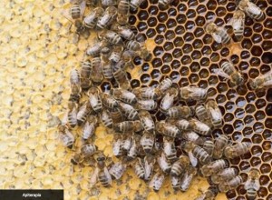 Picadas de abejas: nueva técnica para conseguir piel firme