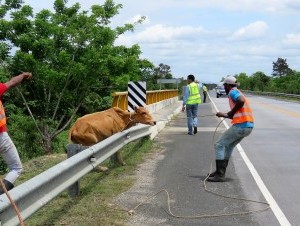Llaman a dueños de fincas evitar animales deambulen en carreteras del Nordeste
