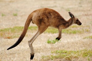 Un canguro provoca lesiones a dos ciclistas en Australia
