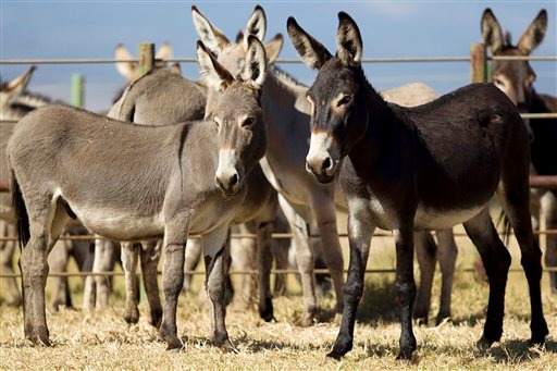 EE.UU.: Preparan últimos burros silvestres de Hawaii para adopción