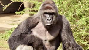 Miles de estadounidenses quieren castigar a los padres del niño que provocó la muerte de un gorila