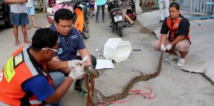 Tailandés sobrevive ataque de serpiente en inodoro