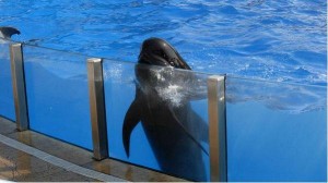 Muere ballena piloto de espectáculo de SeaWorld en San Diego 