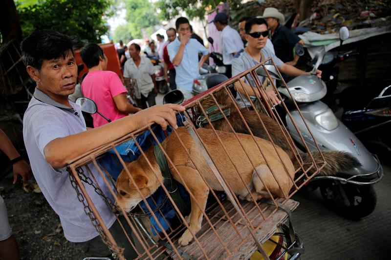 Tensión antes del comienzo del mayor festival de carne de perro en China