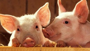 Científicos buscan crear órganos humanos en cerdos