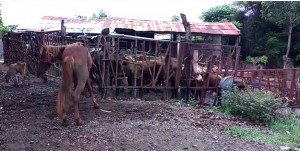 El Seibo: cuatreros descuartizan vaca encinta en Mata de Palma