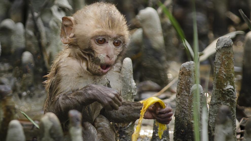 Un mono deja sin luz a toda Kenia