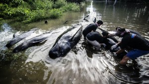 Más de 30 ballenas quedaron varadas en una playa de Indonesia.jpg
