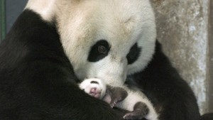 Nace oso panda en el zoo belga de Pairi Daiza 