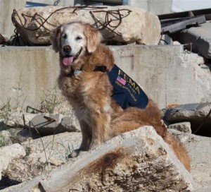 EE.UU.: Muere el último perro participante en el rescate de las víctimas del 11-S