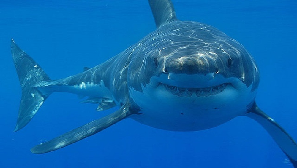 Muere una buceadora tras el ataque de un tiburón en el suroeste de Australia