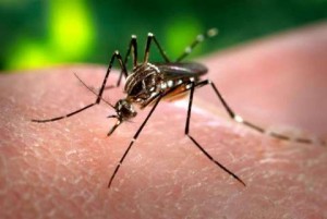 Prevención: OMS necesitará USD 122 millones para poner en marcha nuevo plan contra el zika