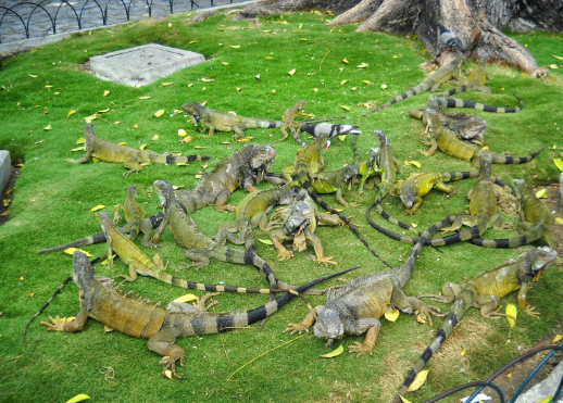 Islas Caimán lanza programa para reducir número de iguanas