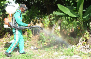 Área VIII y MSP elimina criaderos de mosquitos en SDO