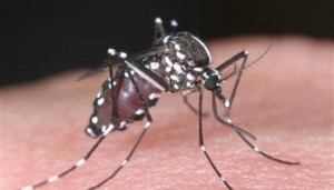 México Se convertirá en el próximo país en el que su población podrá inyectarse la vacuna contra el dengue, pues el gigante farmacéutico francés Sanofi presentará la muestra a un grupo de doctores.