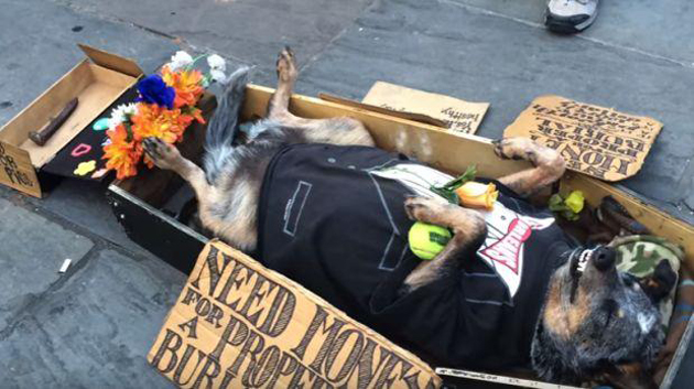 Un perro se hace el muerto en la calle para recibir limosnas