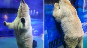 Piden firmas para cerrar el zoológico mas triste del mundo