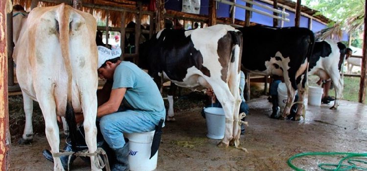 Agricultura dialoga con los productores de leche