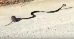 Rata lucha contra una serpiente para salvar a su hijo
