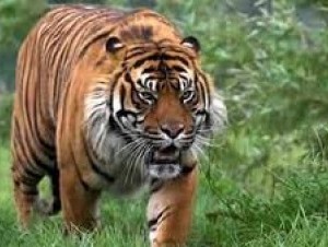 Tigre mata a cuidadora de animales en el sur de España