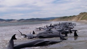 Hallan unas 70 ballenas muertas en sur chileno