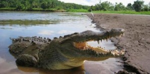 Costa Rica: Estadounidense es atacado por un cocodrilo