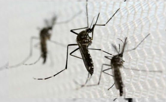 Un estudio identifica un mosquito común como "potencial" transmisor del zika