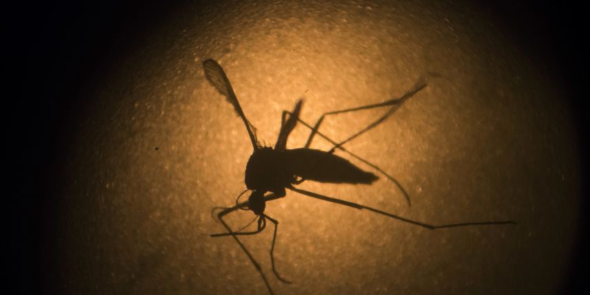 Soltarán mosquitos transgénicos contra zika en Islas Caimán
