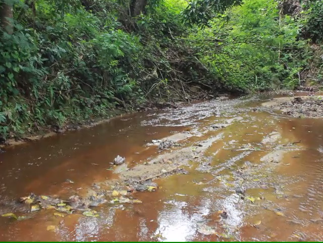 Denuncian granja de cerdos contamina río Cumba en Sánchez Ramírez