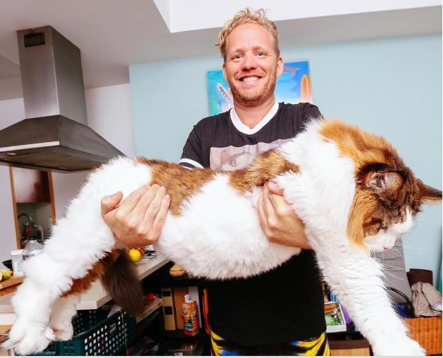 Samson, el gato más grande de Nueva York que supera al actual récord del mundo