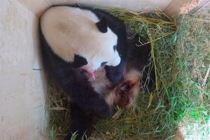 Nace en Viena un oso panda gigante tras inseminación natural