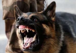 Perro furioso ataca más de 20 personas en China