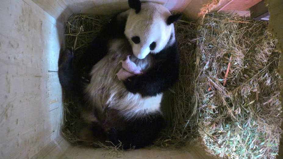 Panda del zoológico de Viena tuvo gemelos
