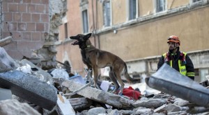 Perros rescatadores y perros rescatados en medio del terremoto en Italia