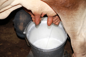 Recaudan leche en San Juan para beneficiar a niños en albergues