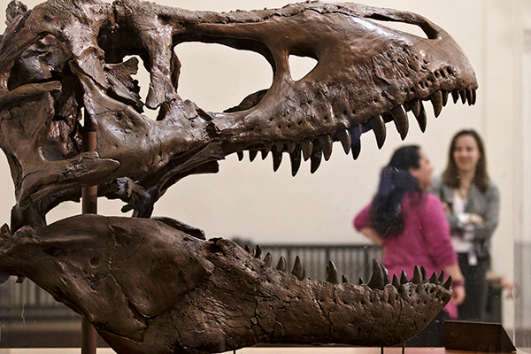 Museo estadounidense recibe un extraño cráneo de un Tiranosaurio Rex
