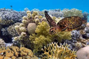 Australia acuerda una multa de 30 millones por dañar corales
