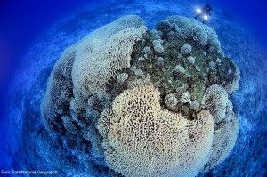 ¿Los arrecifes de coral a punto de desaparecer?