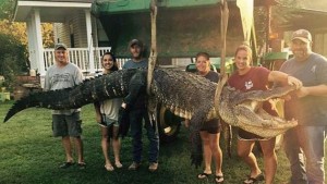 Capturan un caimán de cuatro metros de longitud y 318 kilos de peso
