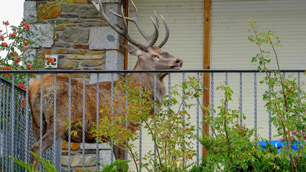 Un ciervo sube a un balcón para huir de unos cazadores en Girona