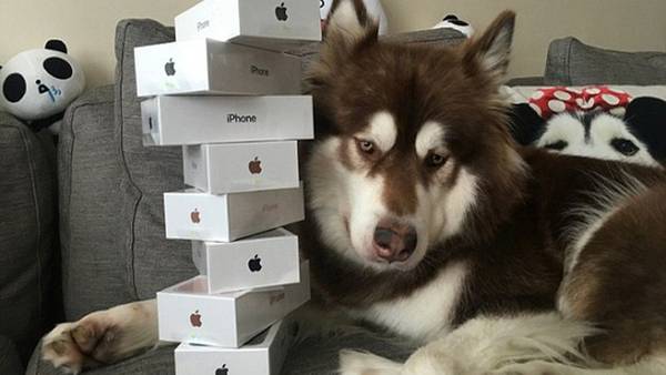 Un multimillonario le compró ocho iPhone 7 a su perra