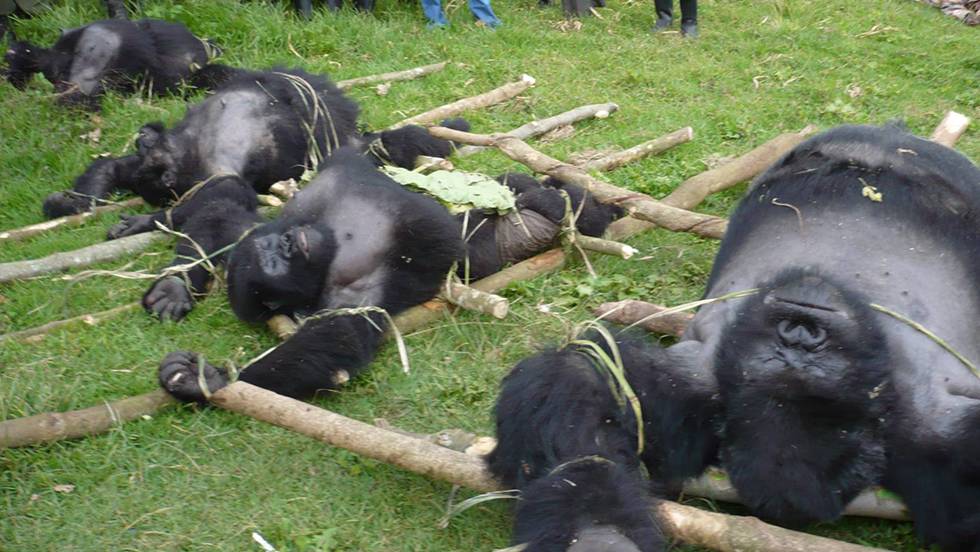 Cuatro de las seis especies de grandes simios están al borde de la extinción