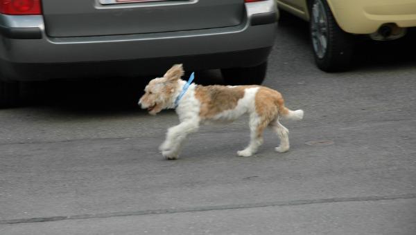 Desesperada carrera: perro persigue por kilómetros al auto de sus dueños luego de ser abandonado
