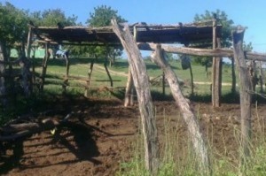 Dajabón: ganaderos denuncian cuatrerismo tras cambio de coroneles